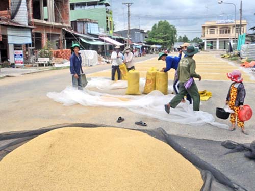 lưới phơi nông sản (lúa)