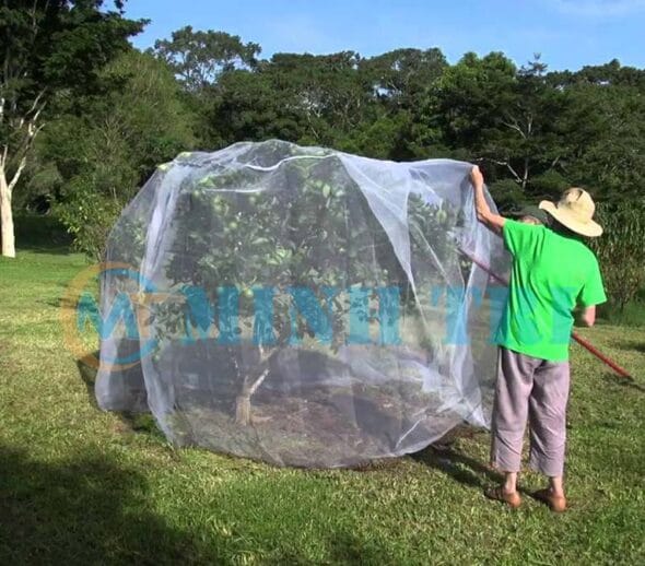 Lưới chắn côn trùng bao che cây cam trong vườn
